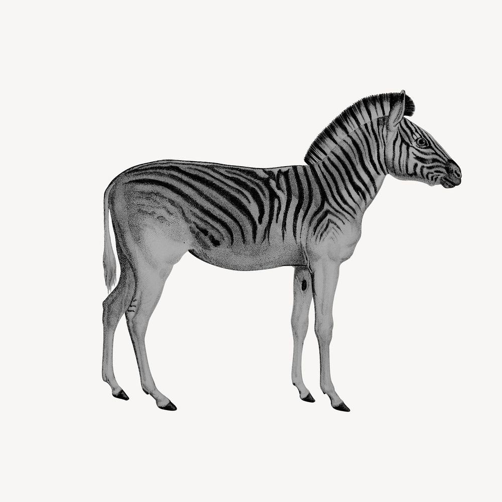 Vintage zebra, wild animal collage element