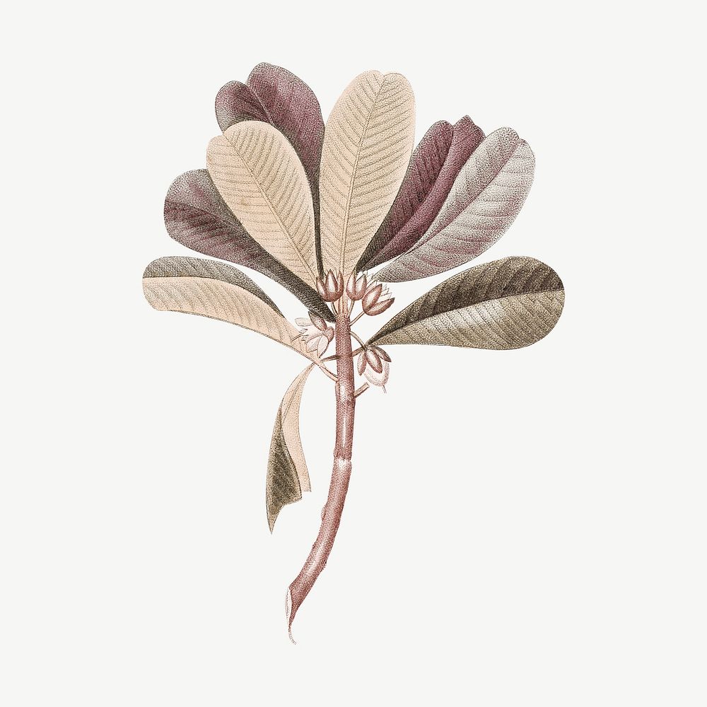 Vintage sapodilla leaf drawing, botanical clipart psd