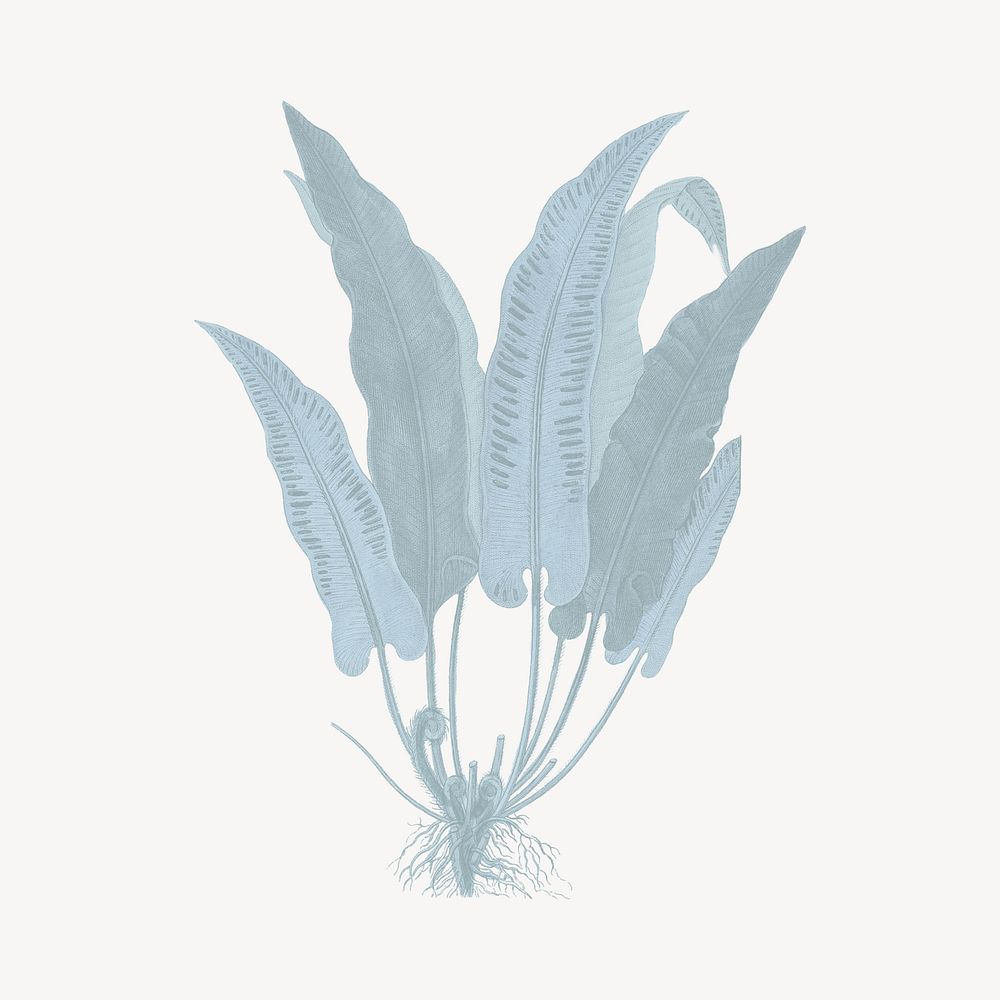 Hart's-tongue fern drawing, blue plant illustration