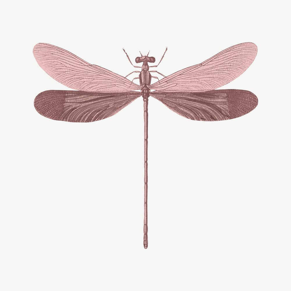 Pink dragonfly, vintage insect collage element psd