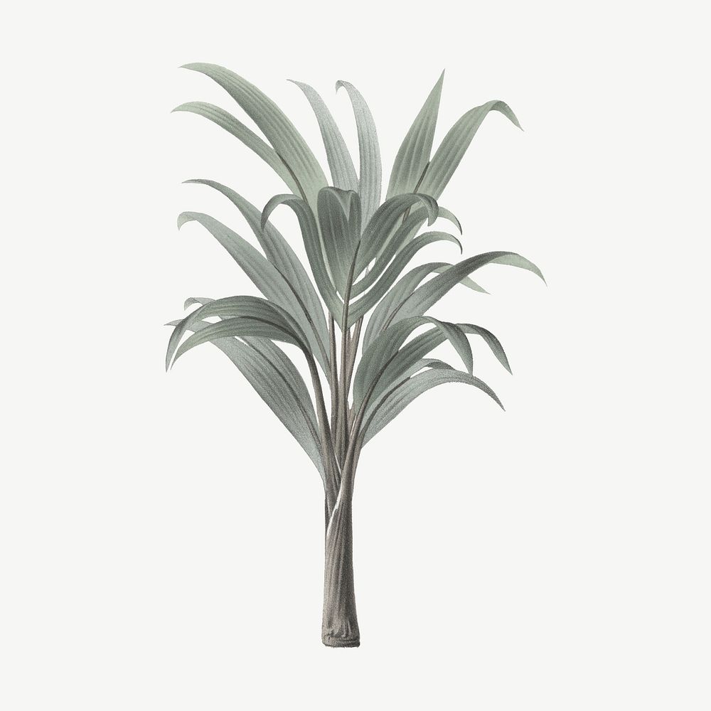 Palm tree drawing, tropical clipart psd