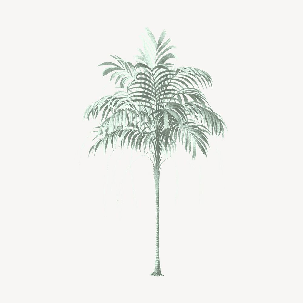 Vintage palm tree illustration