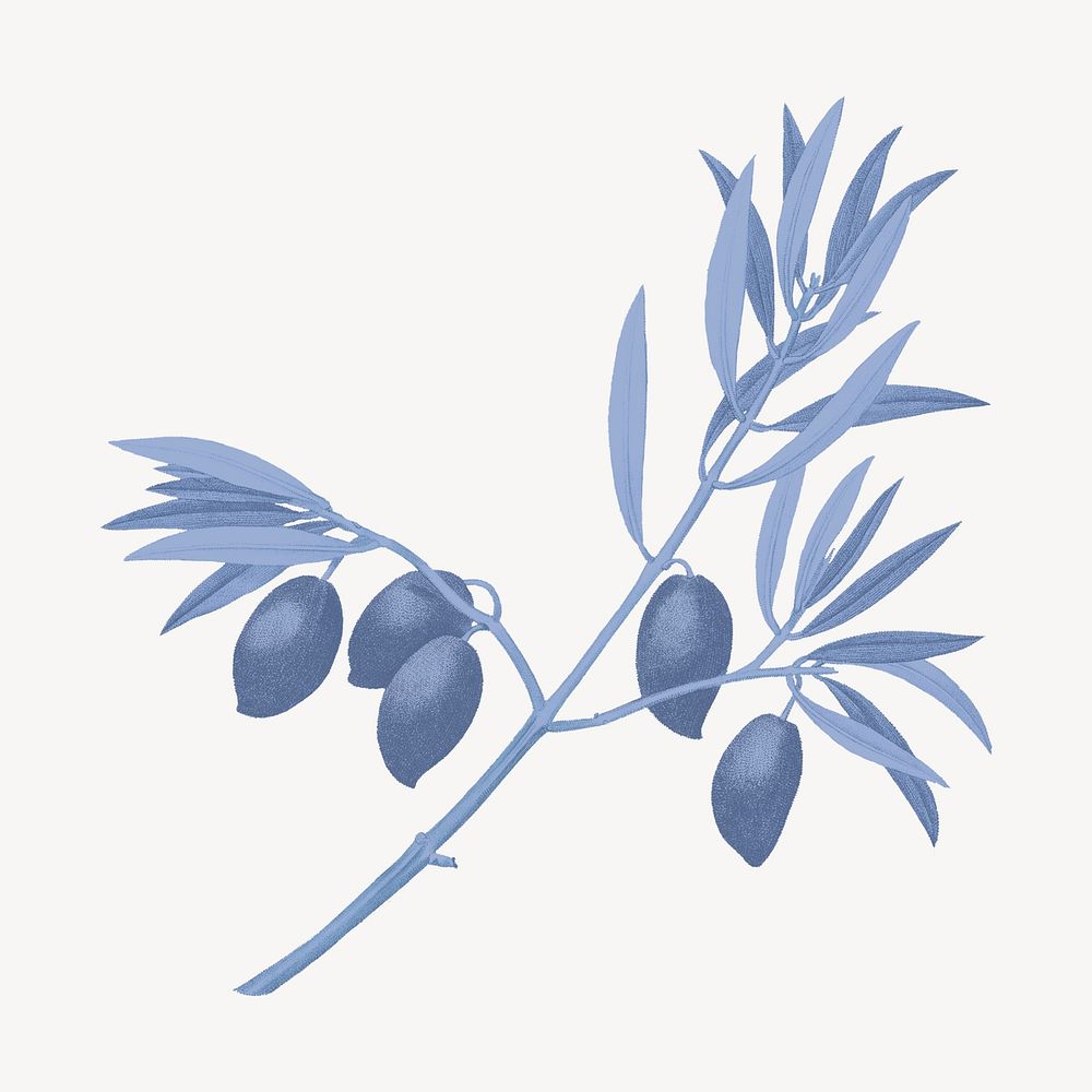 Vintage blue olive branch drawing