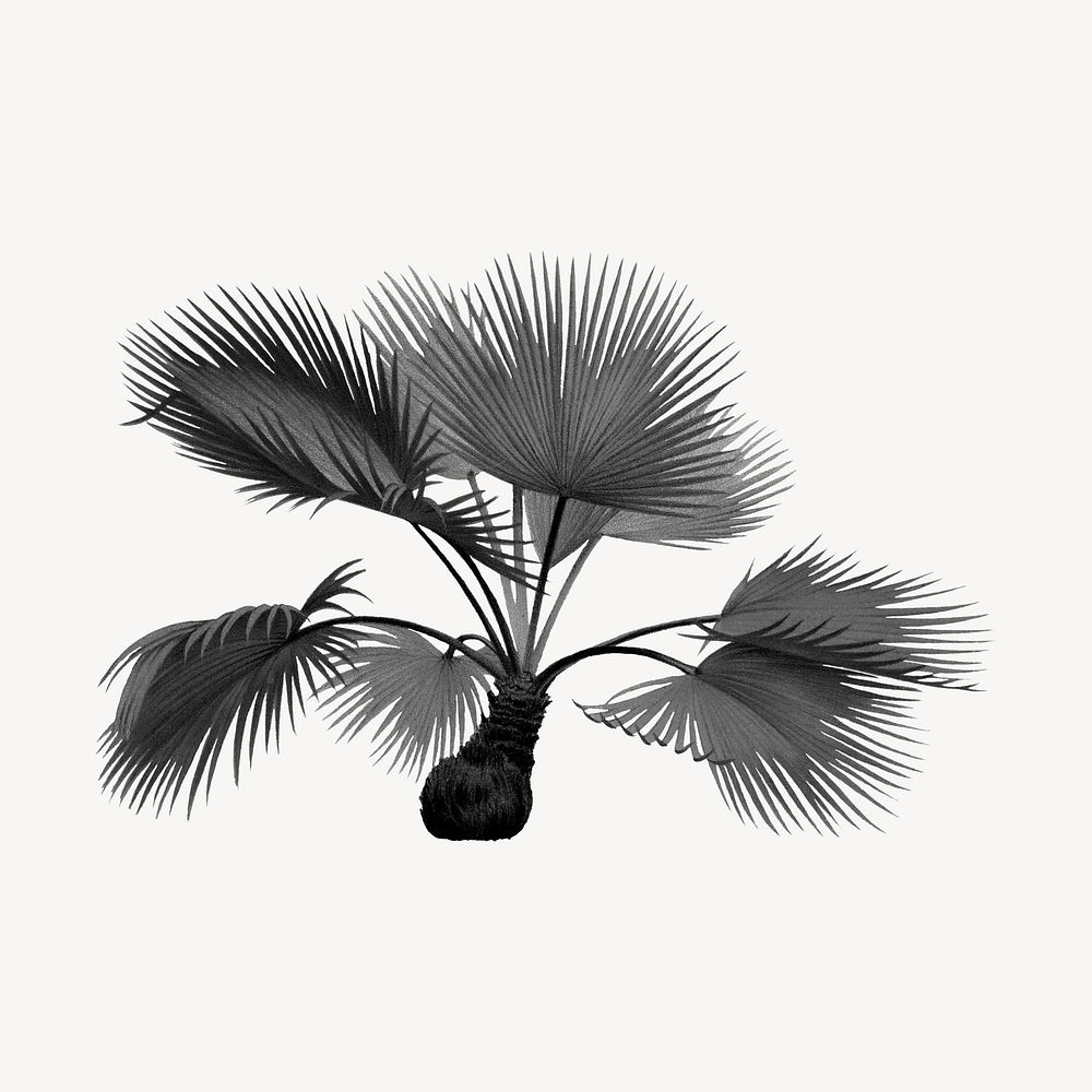 Aesthetic black palm tree illustration