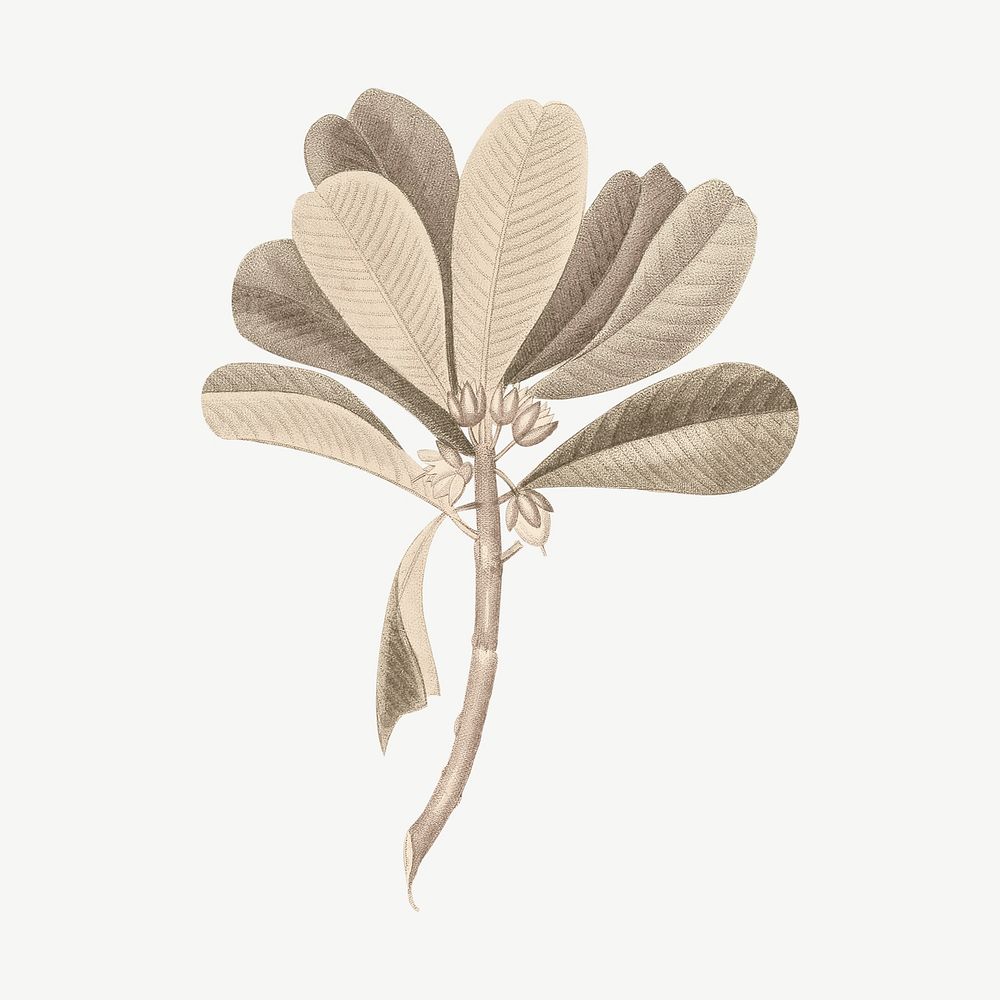 Vintage sapodilla leaf clipart psd