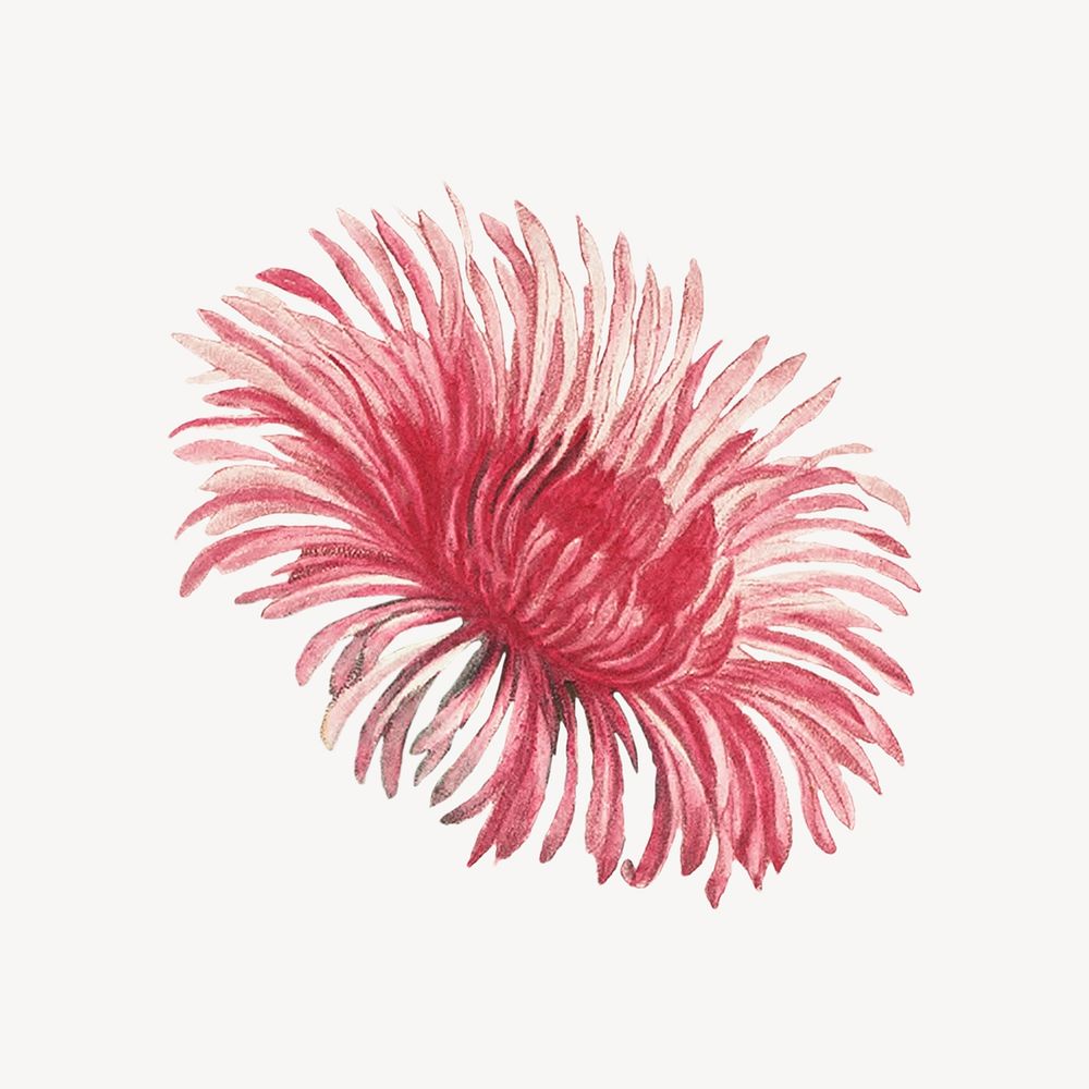 Red flower drawing, vintage mesembryanthemum coccineum illustration