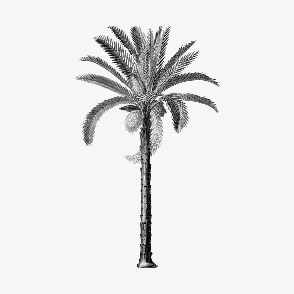 Aesthetic black palm tree illustration