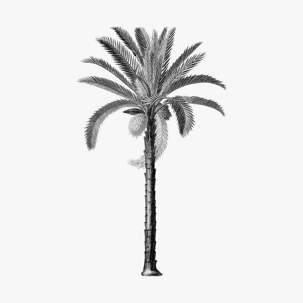 Black palm tree, vintage clipart psd