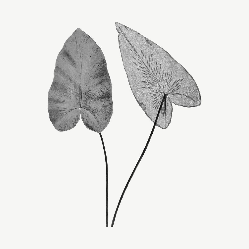 Black heart fern drawing, plant clipart psd