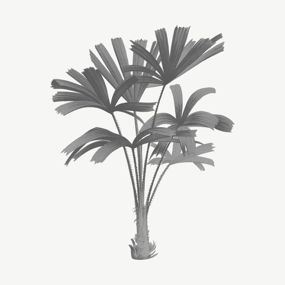 Gray mangrove fan palm drawing, vintage plant clipart psd