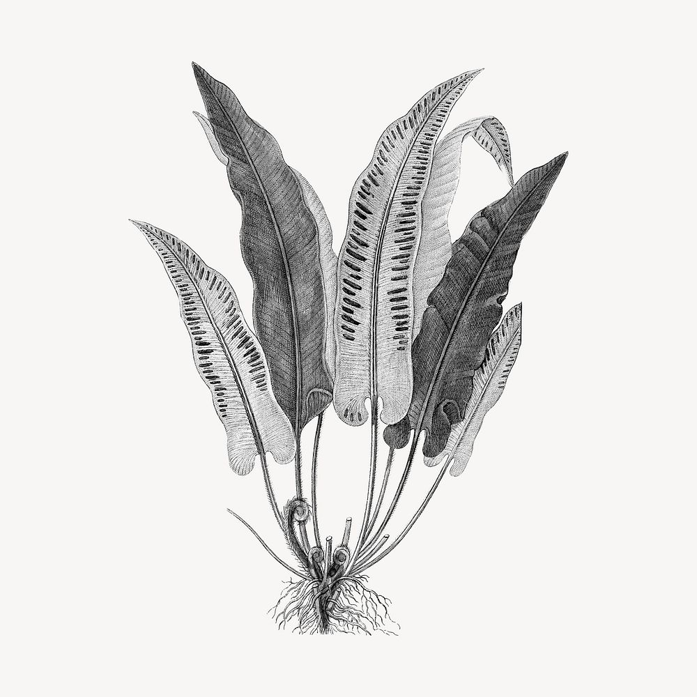 Black hart's-tongue fern drawing