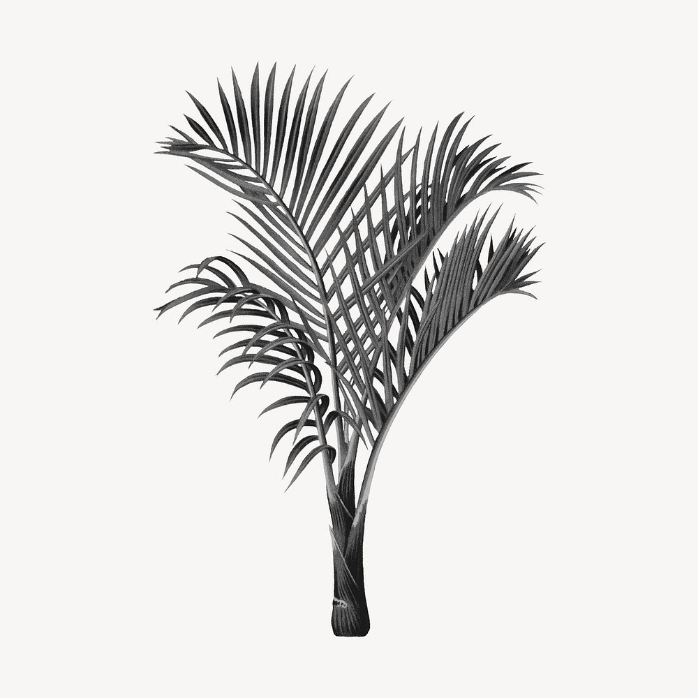 Aesthetic black palm tree illustration