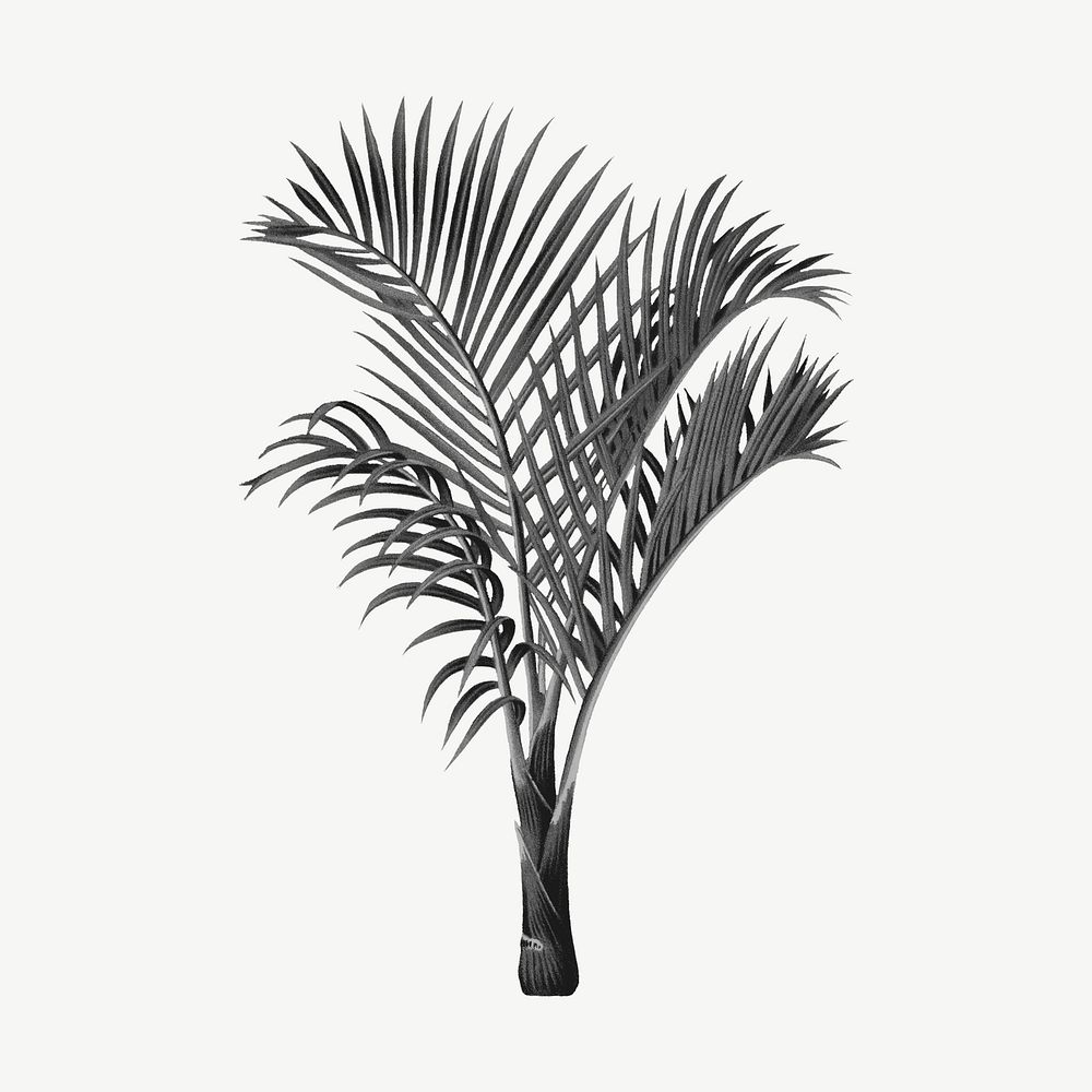 Aesthetic black palm tree drawing clipart psd