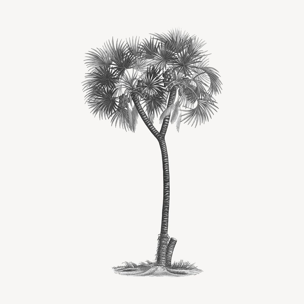 Date palm drawing, vintage illustration | Premium Photo - rawpixel