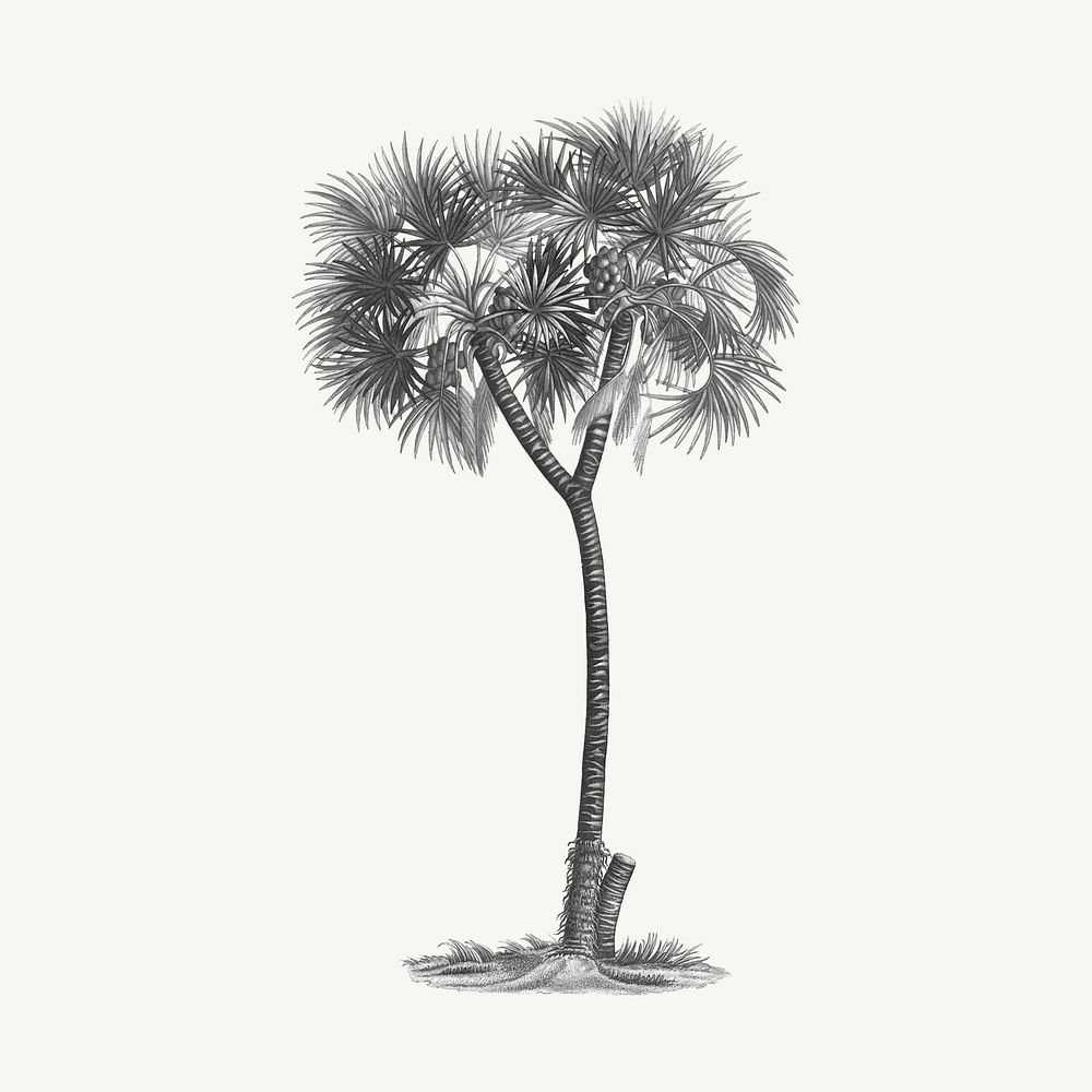 Date palm drawing, vintage clipart psd