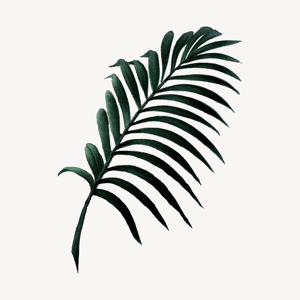 Vintage palm leaf drawing