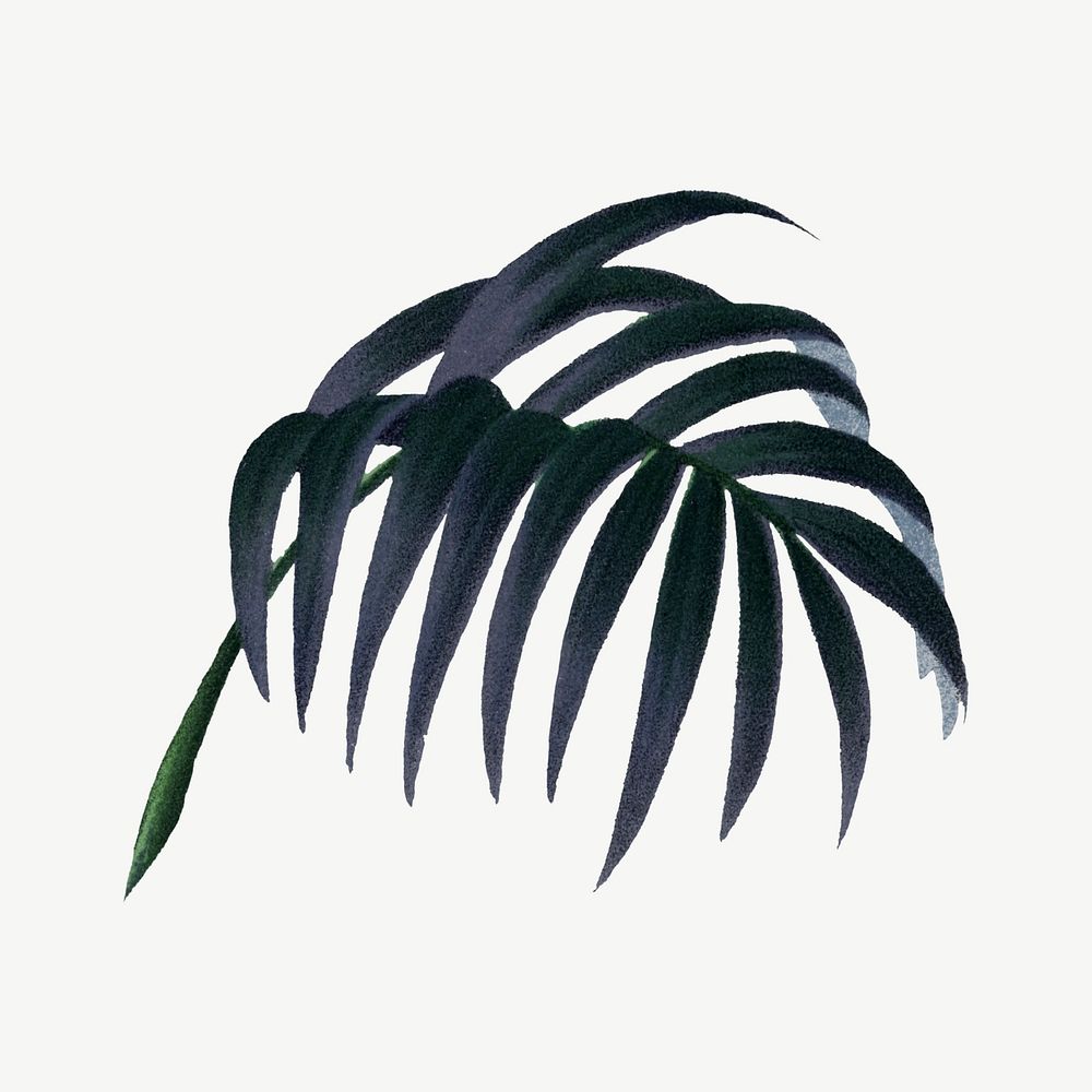 Palm leaf drawing, vintage plant clipart psd