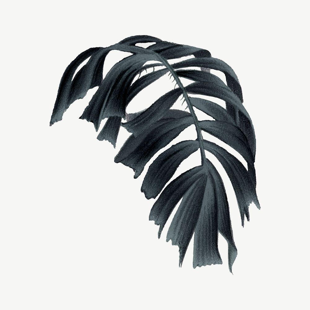 Fishtail palm clipart psd