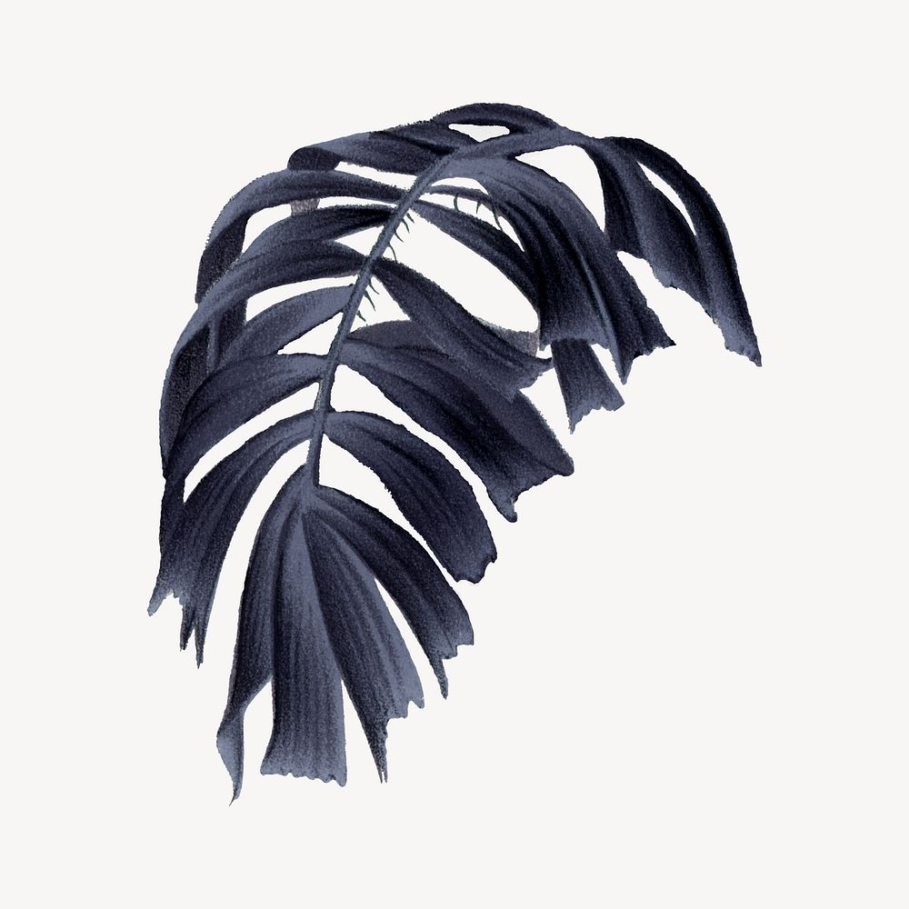 Fishtail palm leaf, vintage drawing