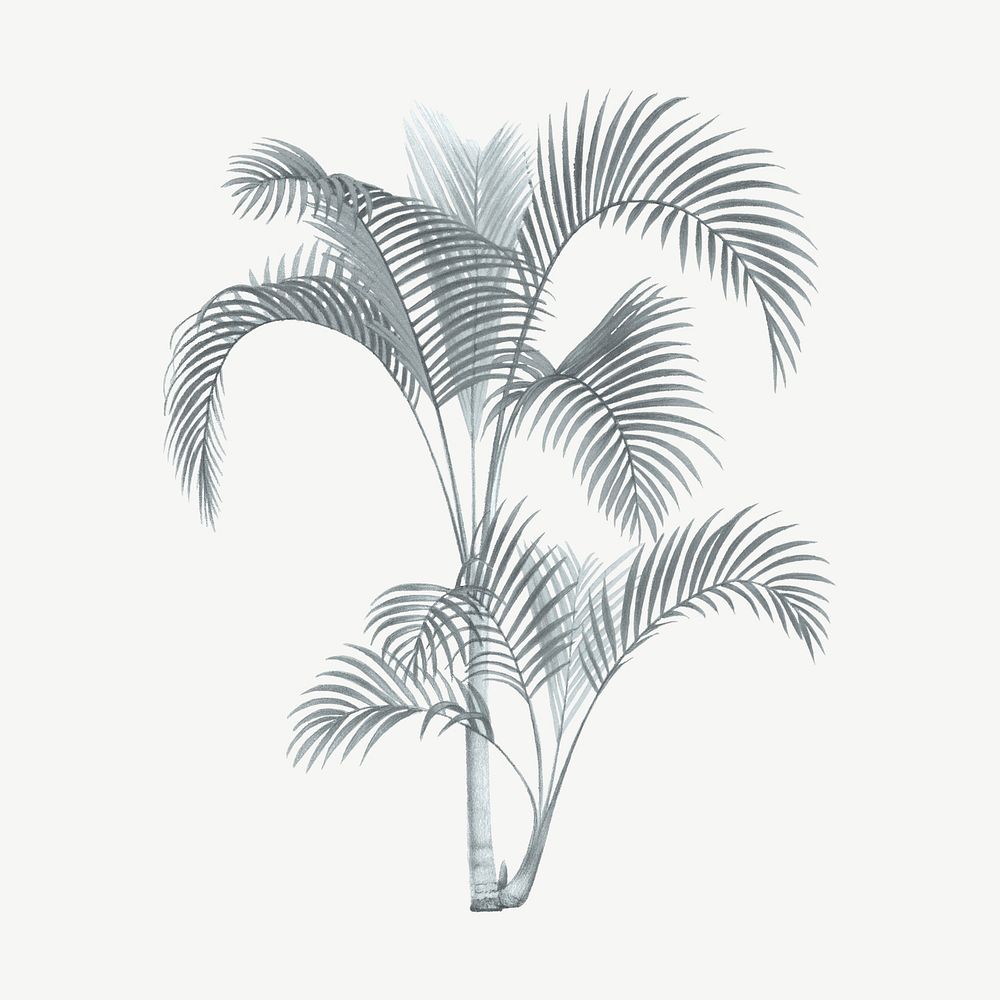 Vintage palm tree clipart psd