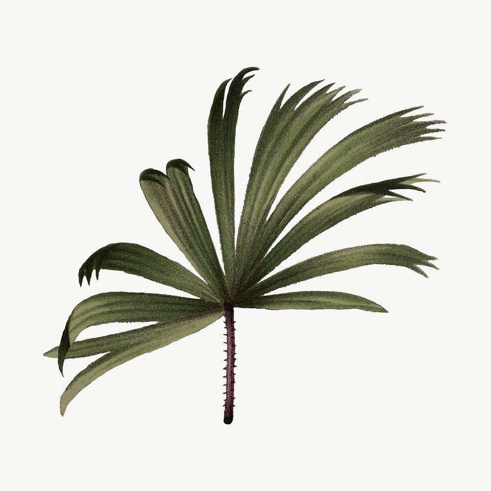 Mangrove fan palm leaf clipart psd