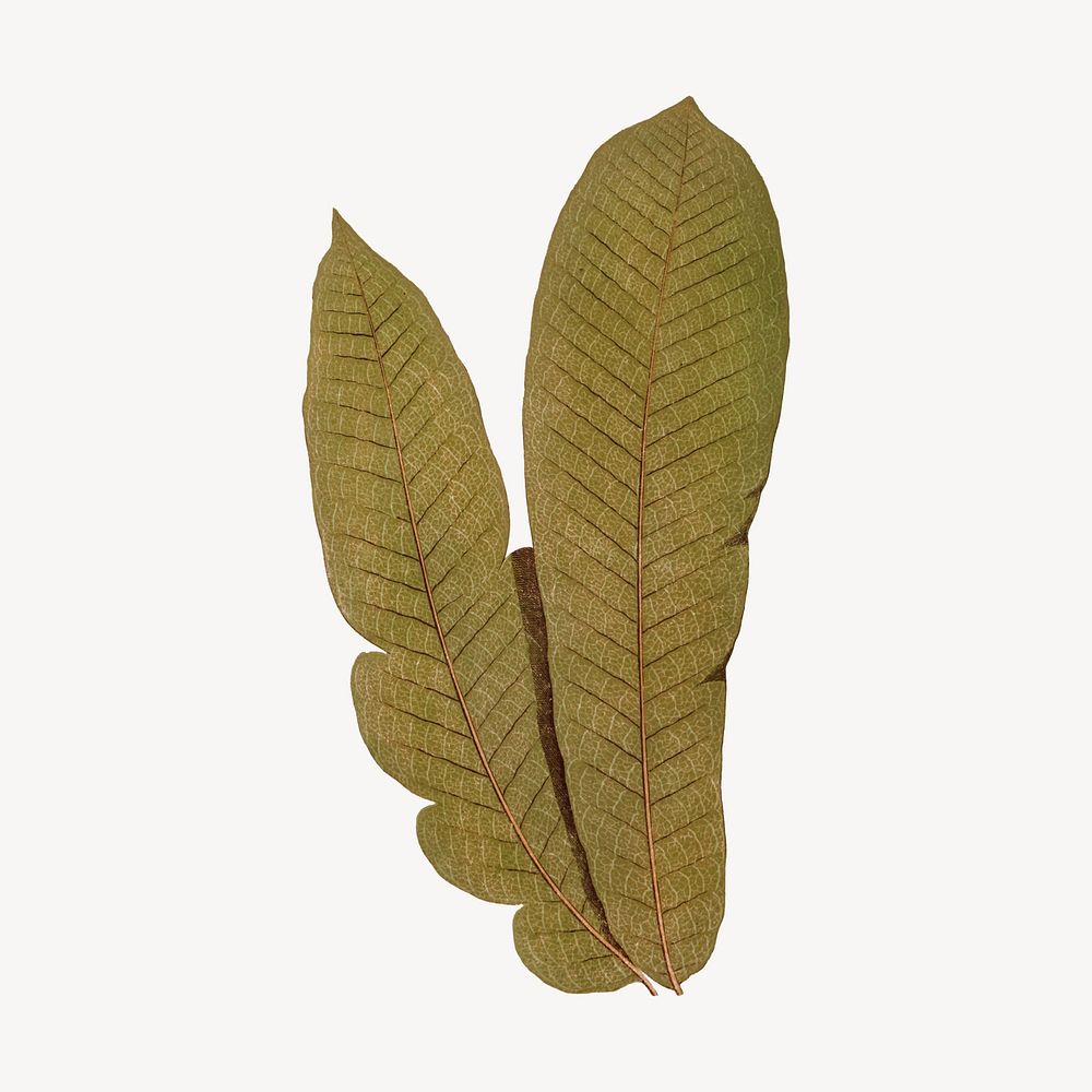 Fern leaf, vintage botanical illustration