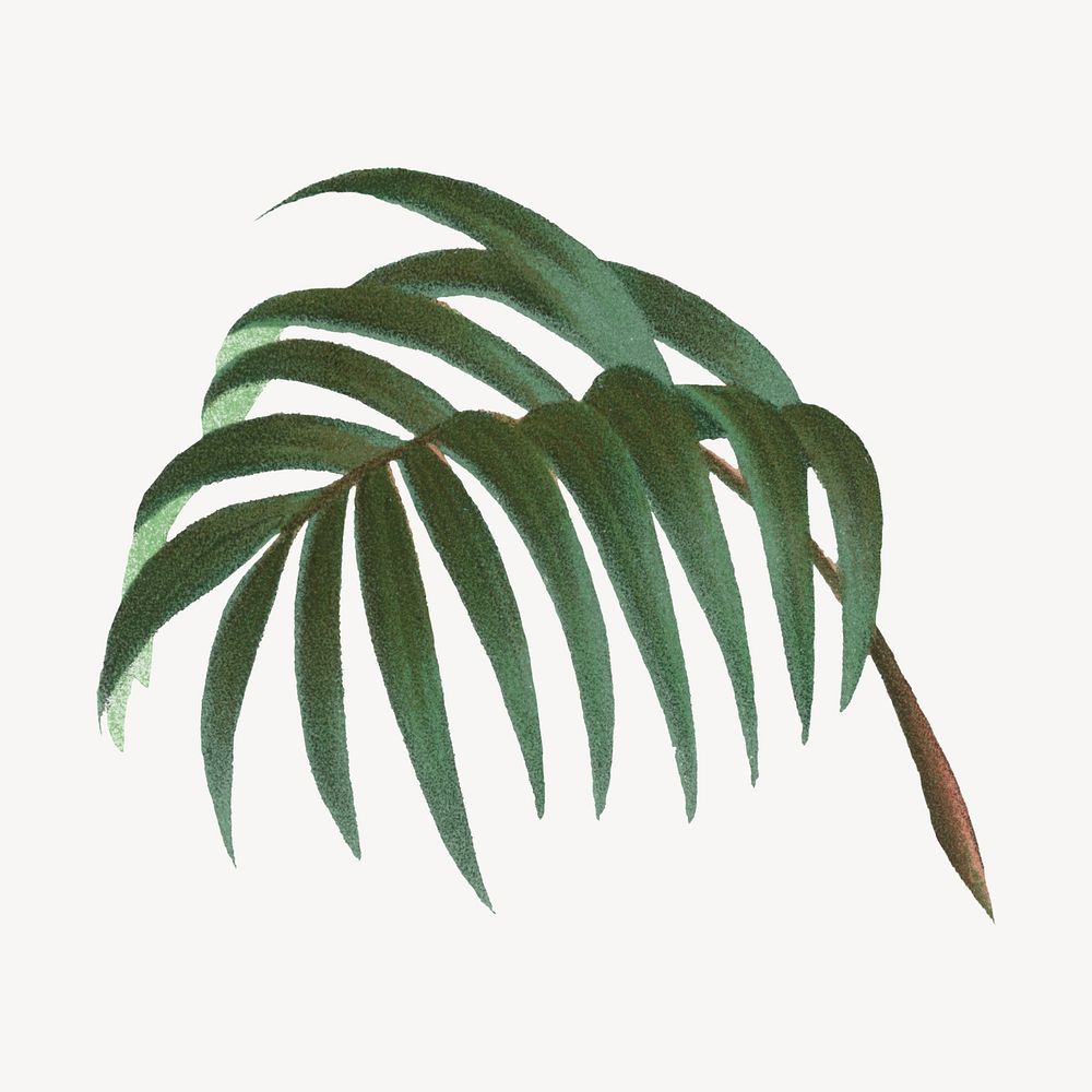 Vintage palm leaf drawing