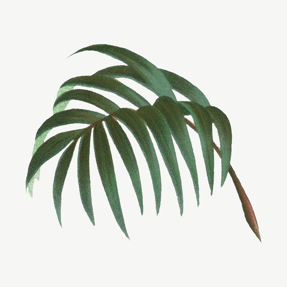 Vintage palm leaf clipart psd
