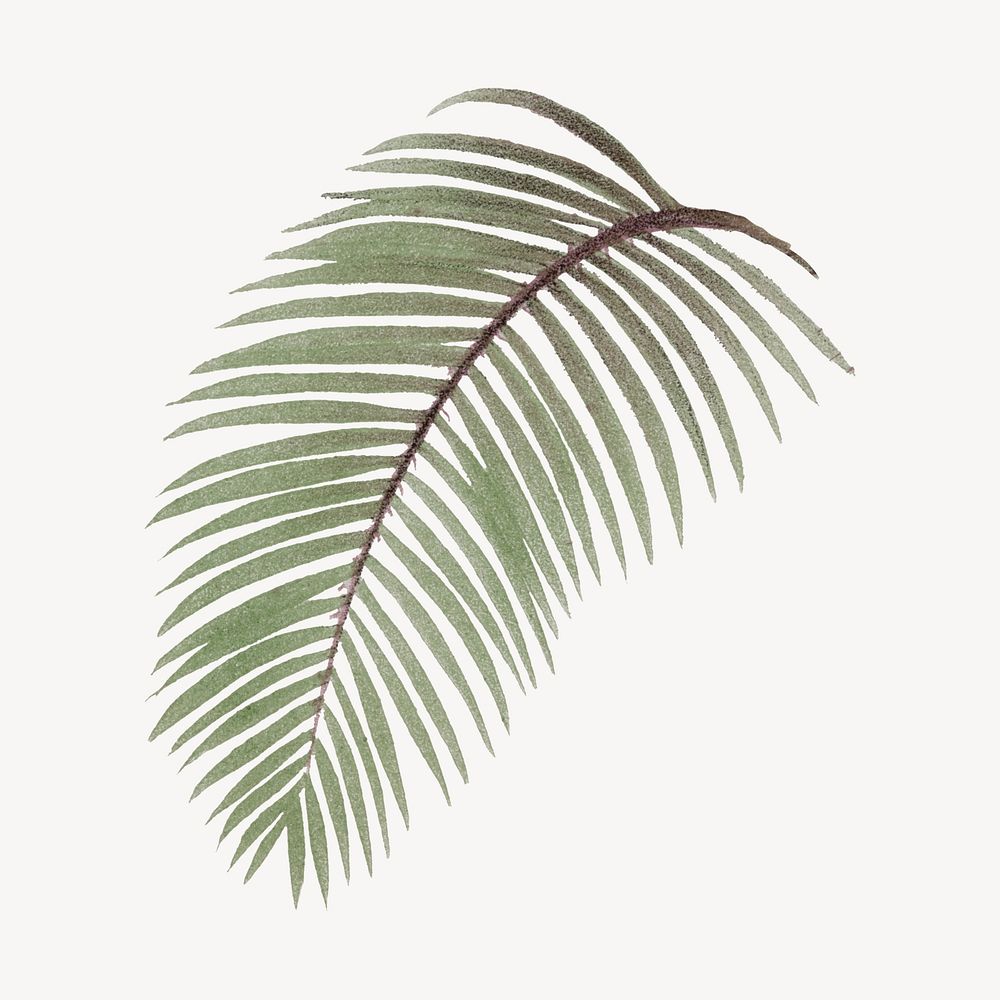 Vintage palm leaf drawing