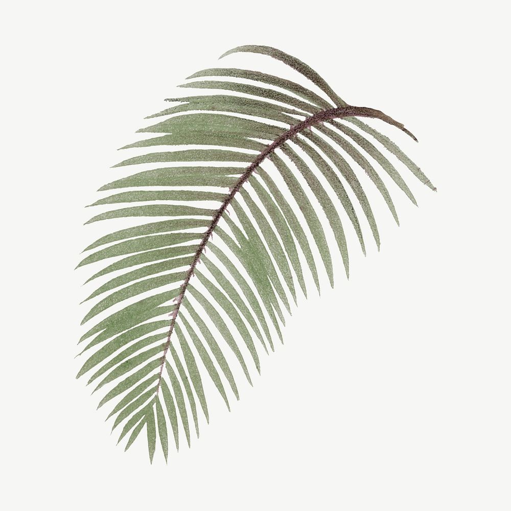 Palm leaf drawing, vintage plant clipart psd