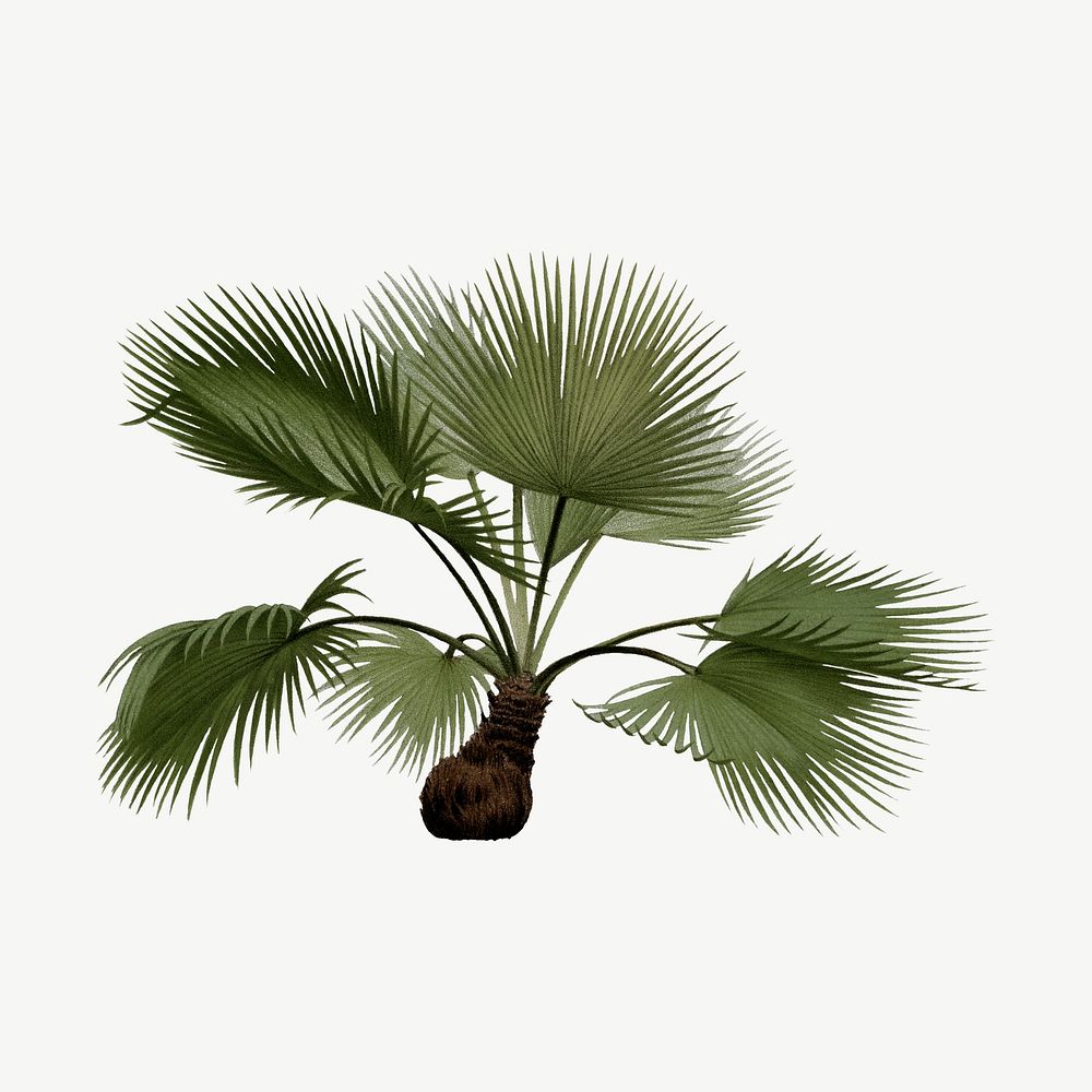 Palm tree drawing, tropical clipart psd
