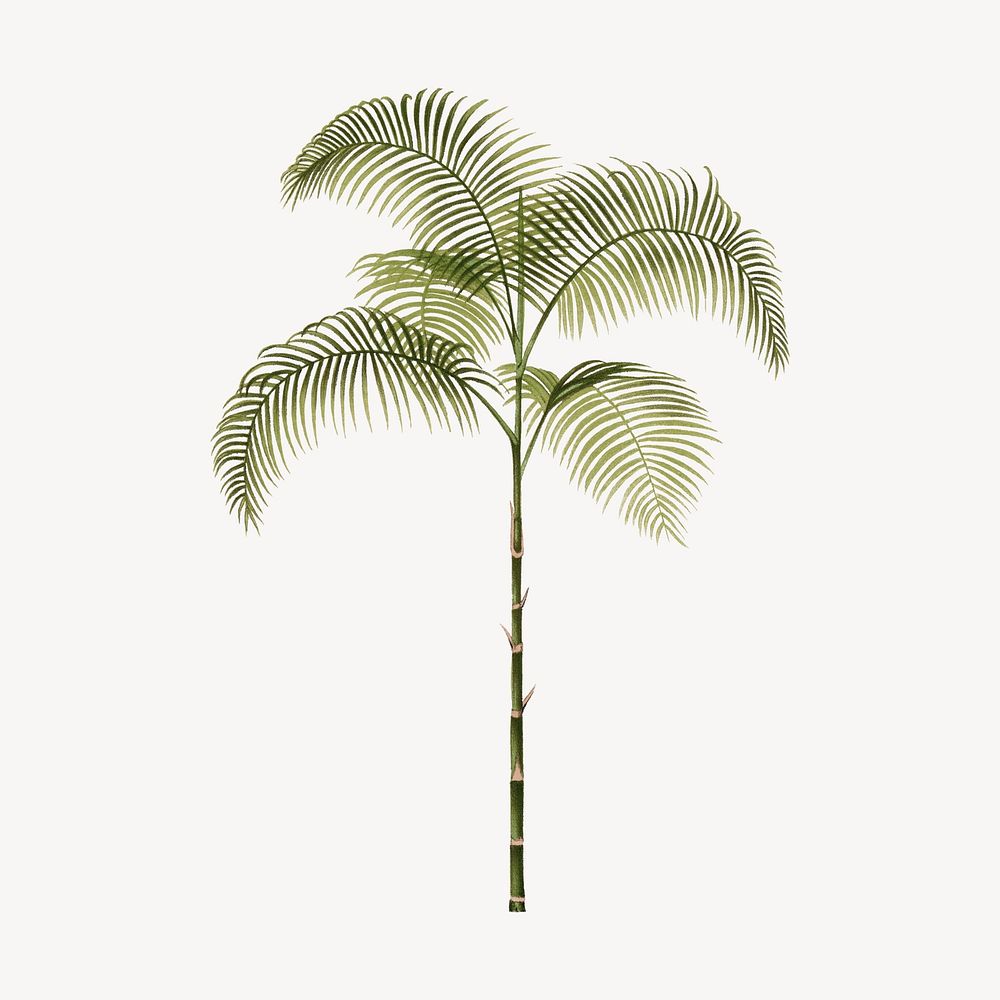 Vintage palm tree illustration