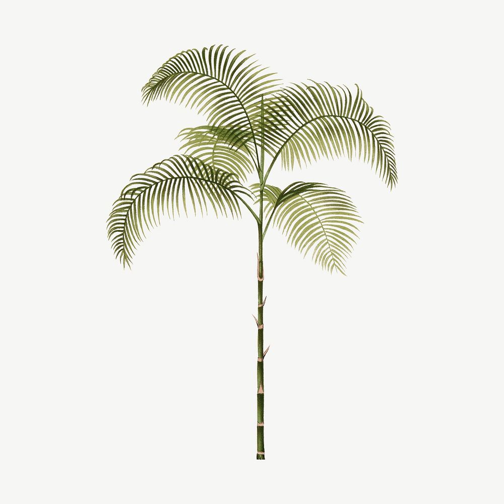 Palm tree drawing, tropical clipart psd