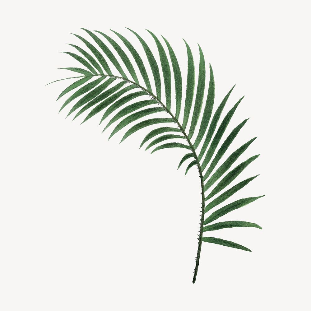 Vintage palm leaf drawing