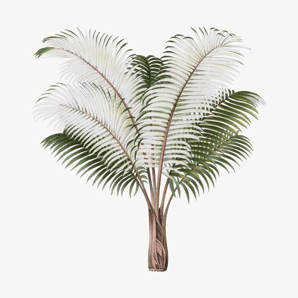 Palm tree drawing, tropical plant illustration