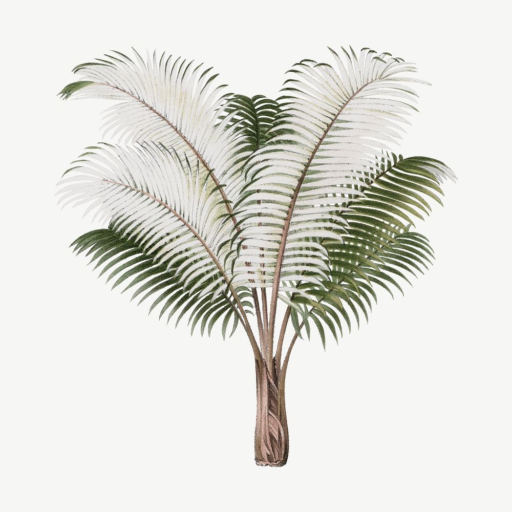 Palm tree drawing, tropical clipart psd
