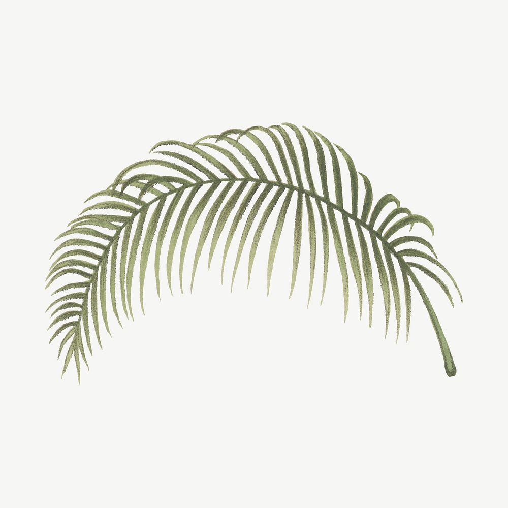 Vintage palm leaf clipart psd