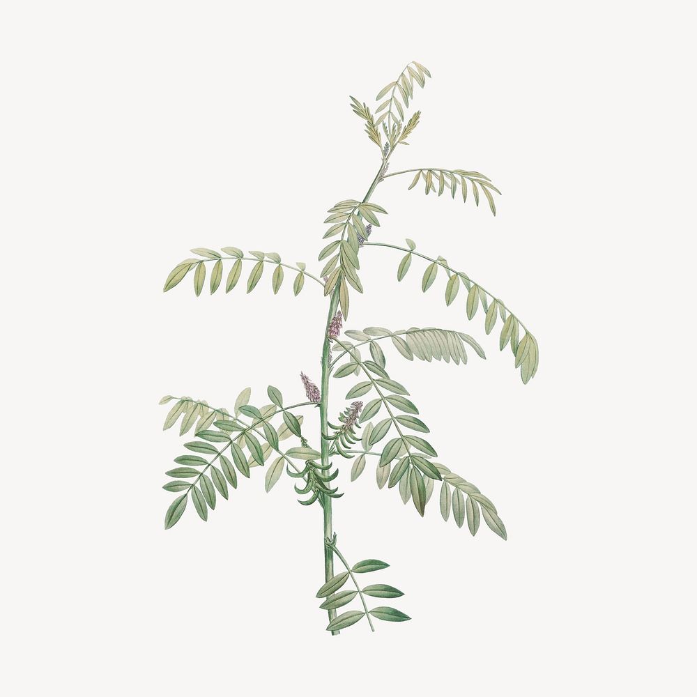Vintage indigo plant drawing