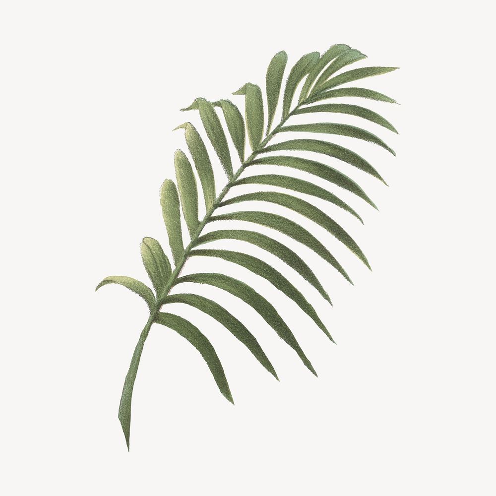 Palm leaf drawing, tropical  illustration