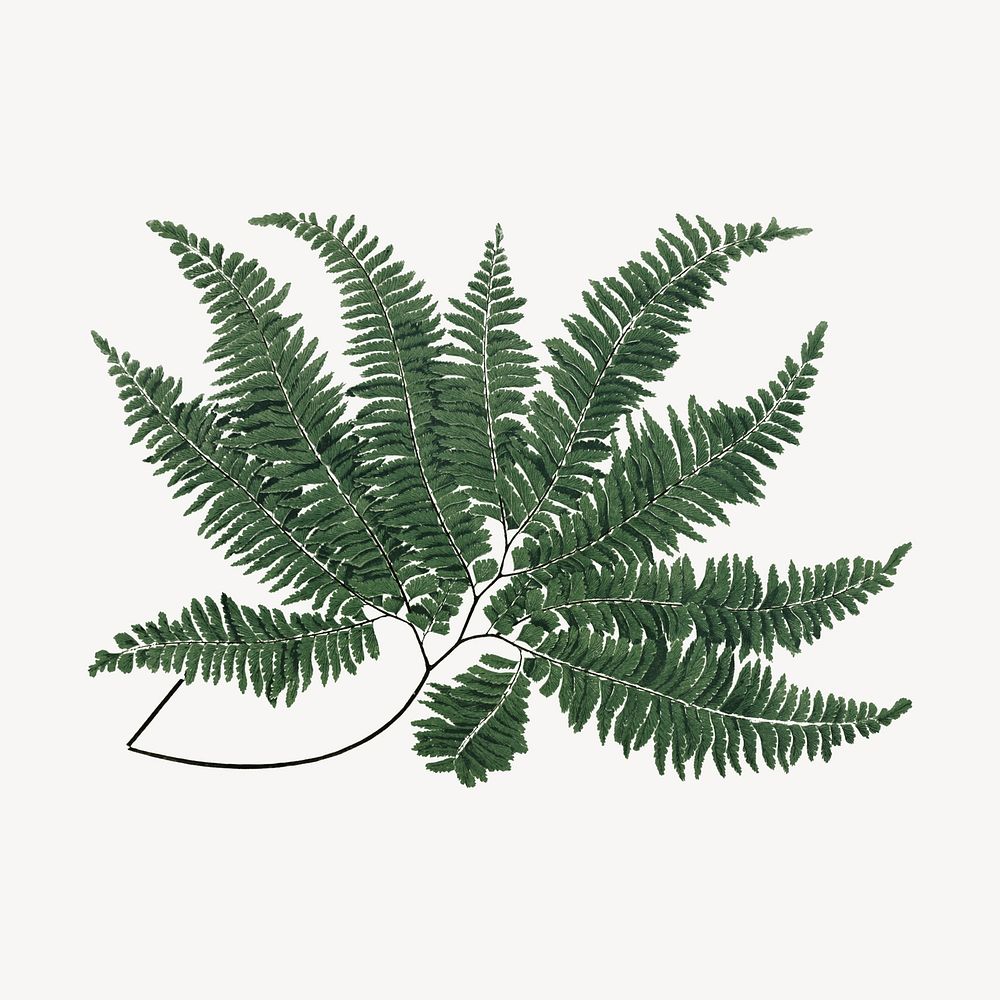 Fern leaf drawing, vintage botanical illustration
