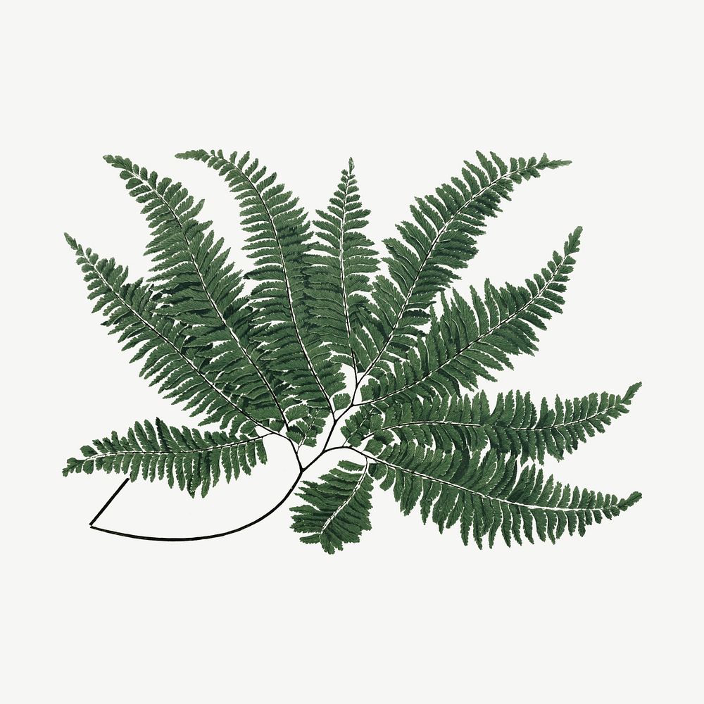 Vintage fern leaf clipart psd