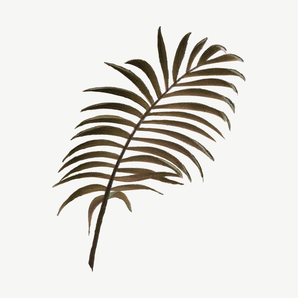 Palm leaf clipart psd