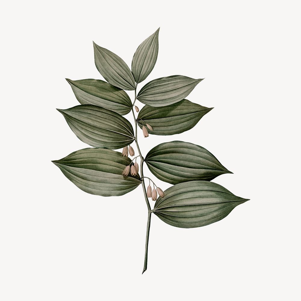 Solomon's seal leaf drawing, vintage plant illustration
