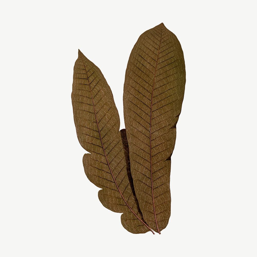 Vintage fern leaf clipart psd