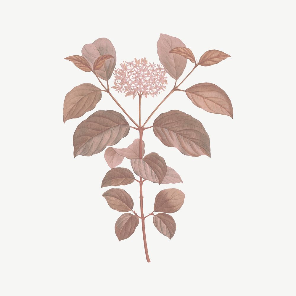 Vintage dogwood flower clipart psd