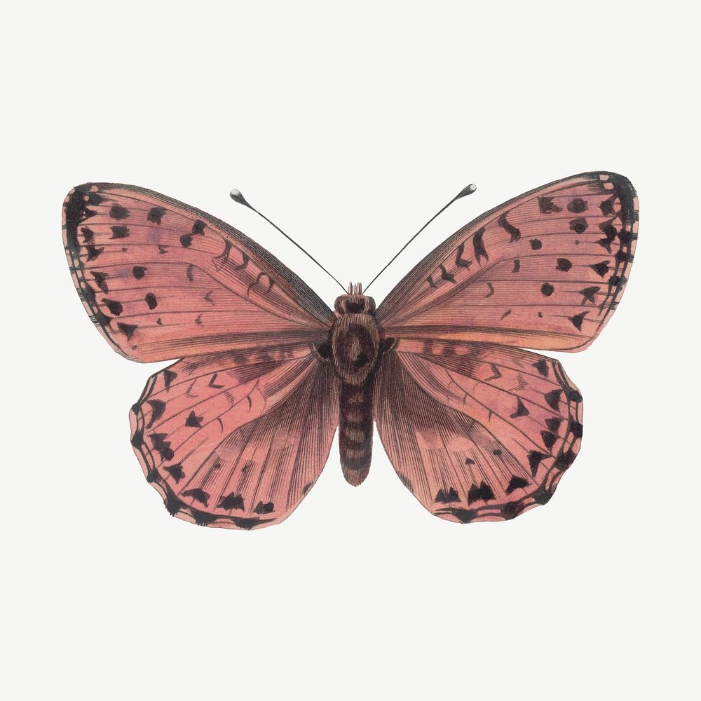 Pink butterfly, vintage insect collage element psd