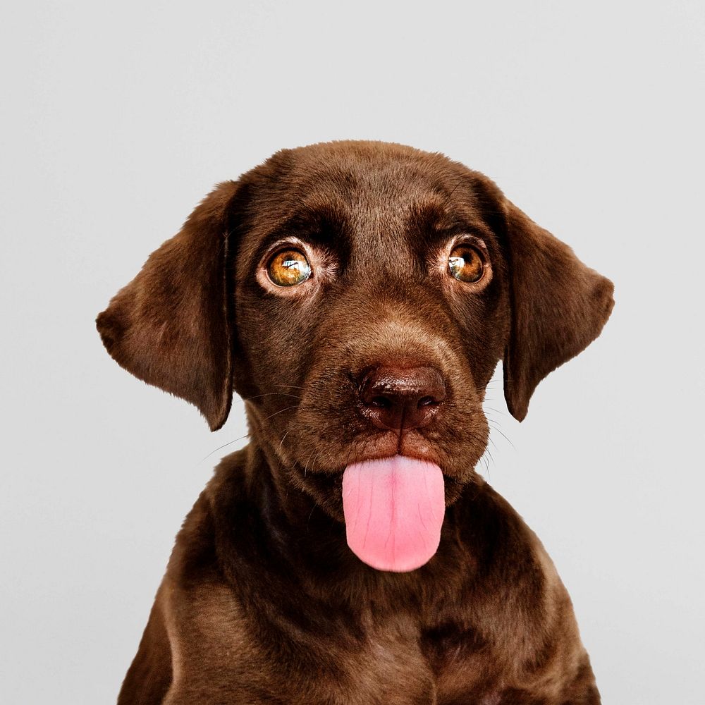 Brown Labrador Retriever puppy dog photo