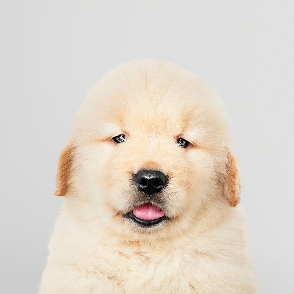 Cute Golden Retriever puppy dog photo