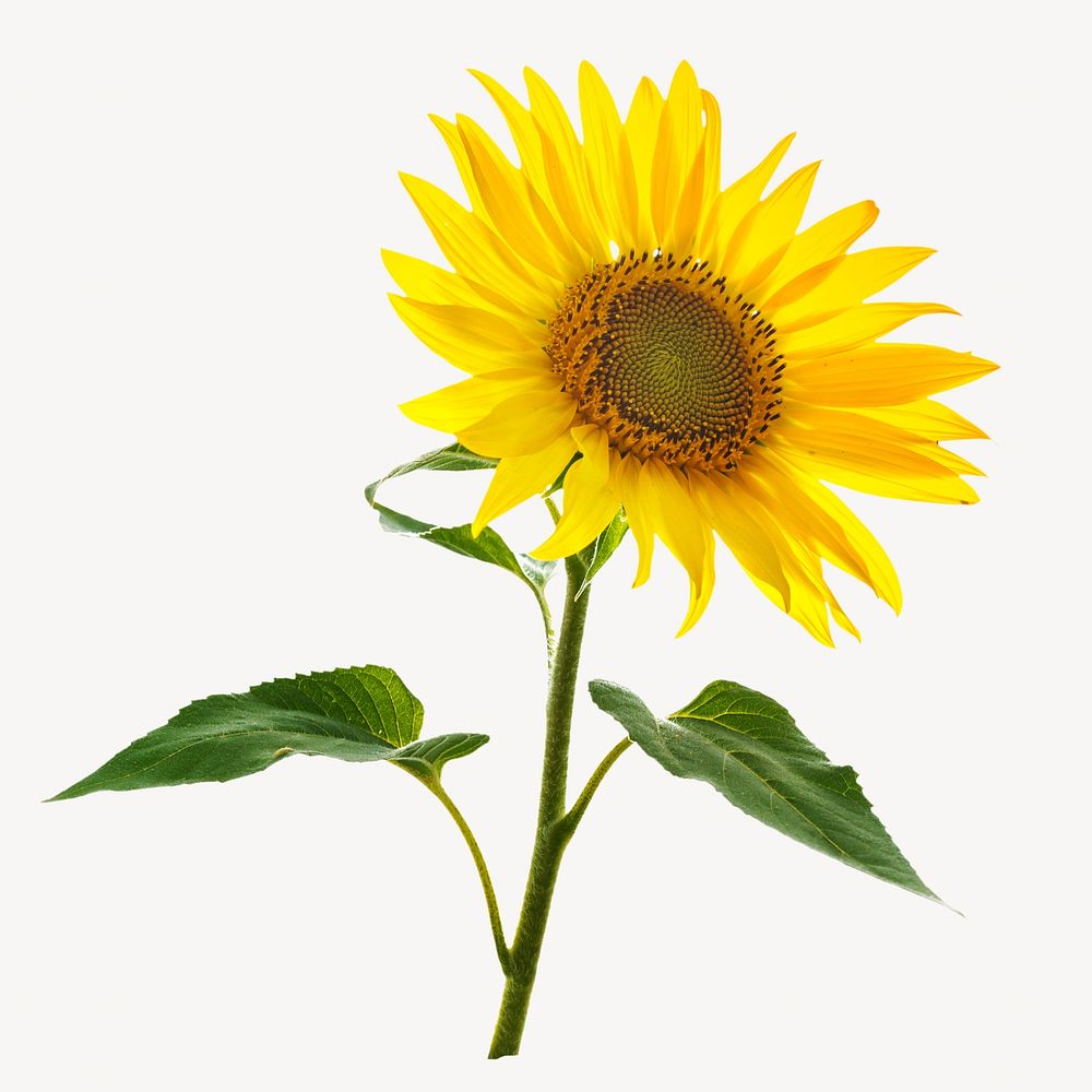 Sunflower isolated, off white design