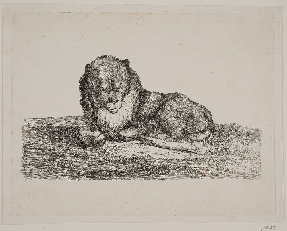 A lion by Christian David Gebauer